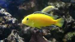 Labidochromis Caeruleus `Yellow`   (Bock)