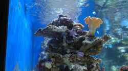 Dekoration im Aquarium Becken 5951