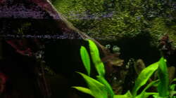 Wurzelwerk (neue Formation)