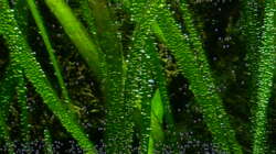 Vallisneria americana