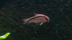 Corydoras arcuatus