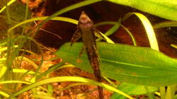 Sturisoma festivum Männchen