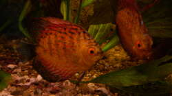 Meine beiden Diskus (scribble-red)