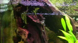 Wurzelwerk (neue Formation)