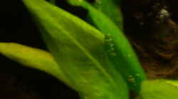 Echinodorus bleherae (Nahaufnahme vom Blattwerk)