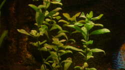 Hygrophila polysperma
