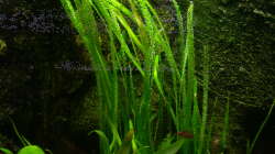 Vallisneria americana