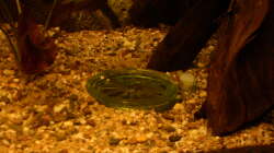 Filtertopf, Saugseite