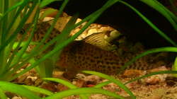 Corydoras agasizii