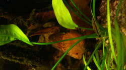 Diskus (scribble-red)