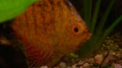 Diskus (scribble-red)