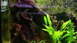 Wurzelwerk (neue Formation)