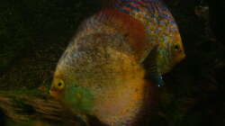 Diskus (scribble-red) Ein Prachtpärchen :)