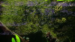 Juwel Root 600 (Srukturrückwand)