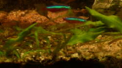 Cryptocoryne walkeri