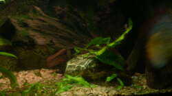 Cryptocoryne walkeri + Javafarn