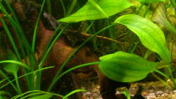 Sturisoma festivum (Pärchen)