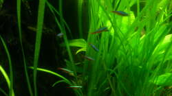 Roter Neon (Schwarm)