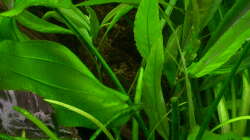 Echinodorus cordifolius (Marble Queen)