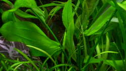 Echinodorus cordifolius (Marble Queen)