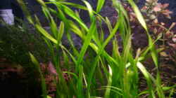 Pflanzen im Aquarium Becken 5971