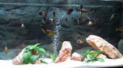 Aquarium Becken 5987