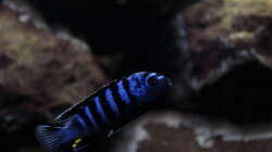 Besatz im Aquarium Malawi