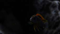 Besatz im Aquarium Malawi