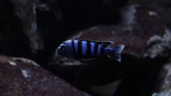 Besatz im Aquarium Malawi