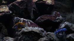 Besatz im Aquarium Malawi