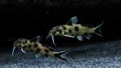 Besatz im Aquarium Malawi