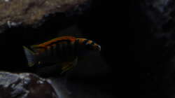 Besatz im Aquarium Malawi