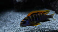 Besatz im Aquarium Malawi