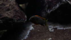 Besatz im Aquarium Malawi