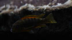 Besatz im Aquarium Malawi