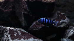 Besatz im Aquarium Malawi