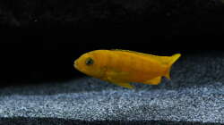 Besatz im Aquarium Malawi