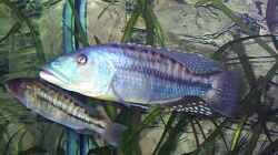 1,1 Tyrannochromis maculiceps