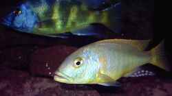 Nimbochromis venustus und Buccochromis rhoadesi