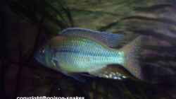 1,0 Dimidiochromis kiwinge