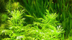 Es war einmal: Im Hintergrund die Vallisnerien, davor Indischer Wasserstern und ganz