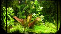 Hauptansicht 05.06.2008 - letztes Bild vor Umgestaltung