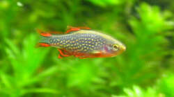 Perlhuhnbärbling (sehr schwierig, die flinken Fische zu fotografieren)