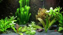 Hauptansicht 20.05.2009