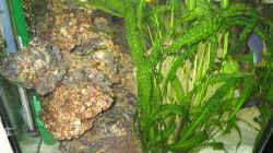 Pflanzen im Aquarium Becken 607
