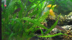 Pflanzen im Aquarium Becken 607