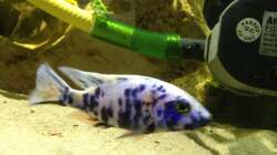 Besatz im Aquarium Malawi Tank