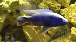 Besatz im Aquarium Malawi Tank