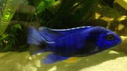 Besatz im Aquarium Malawi Tank