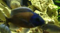 Besatz im Aquarium Malawi Tank